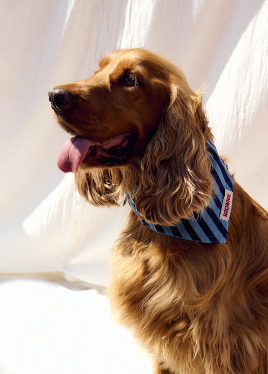 Pañuelo mascota denim
