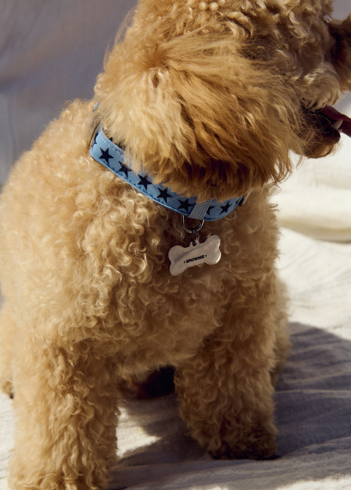 Charm mascota